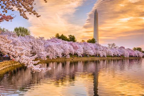 weather in d.c. in march|what to do washington dc march.